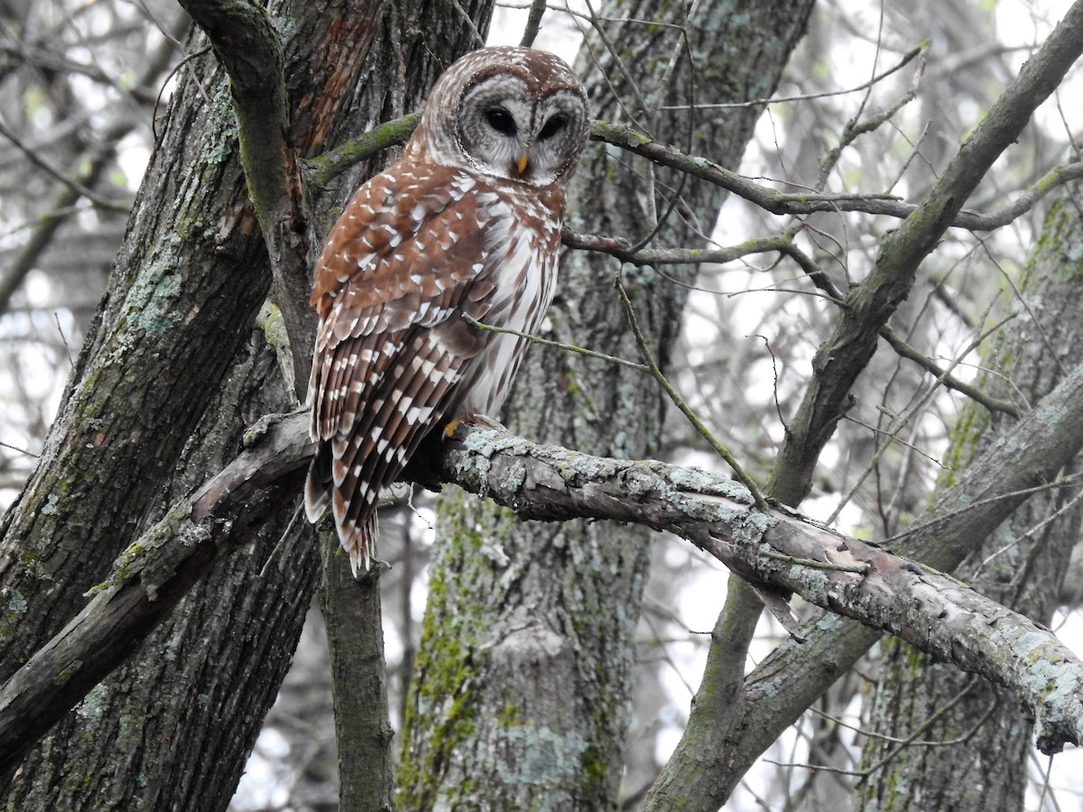 Barred Owl - Robert Neill