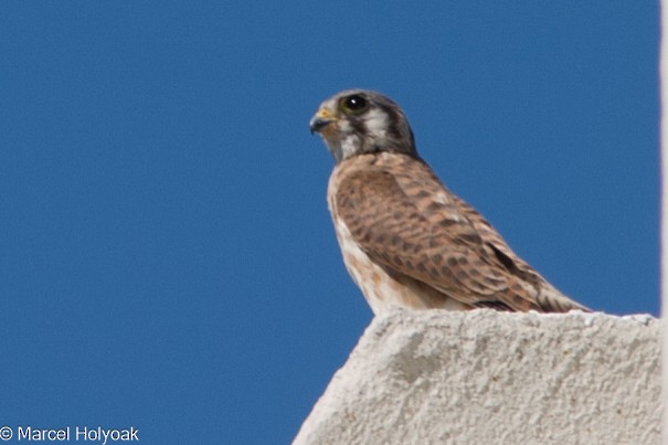 American Kestrel - ML541201631