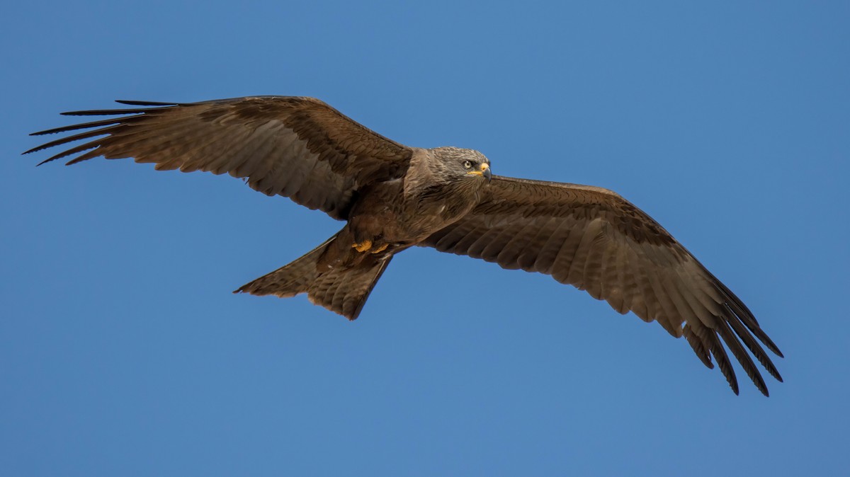 Black Kite - Andrés  Rojas Sánchez