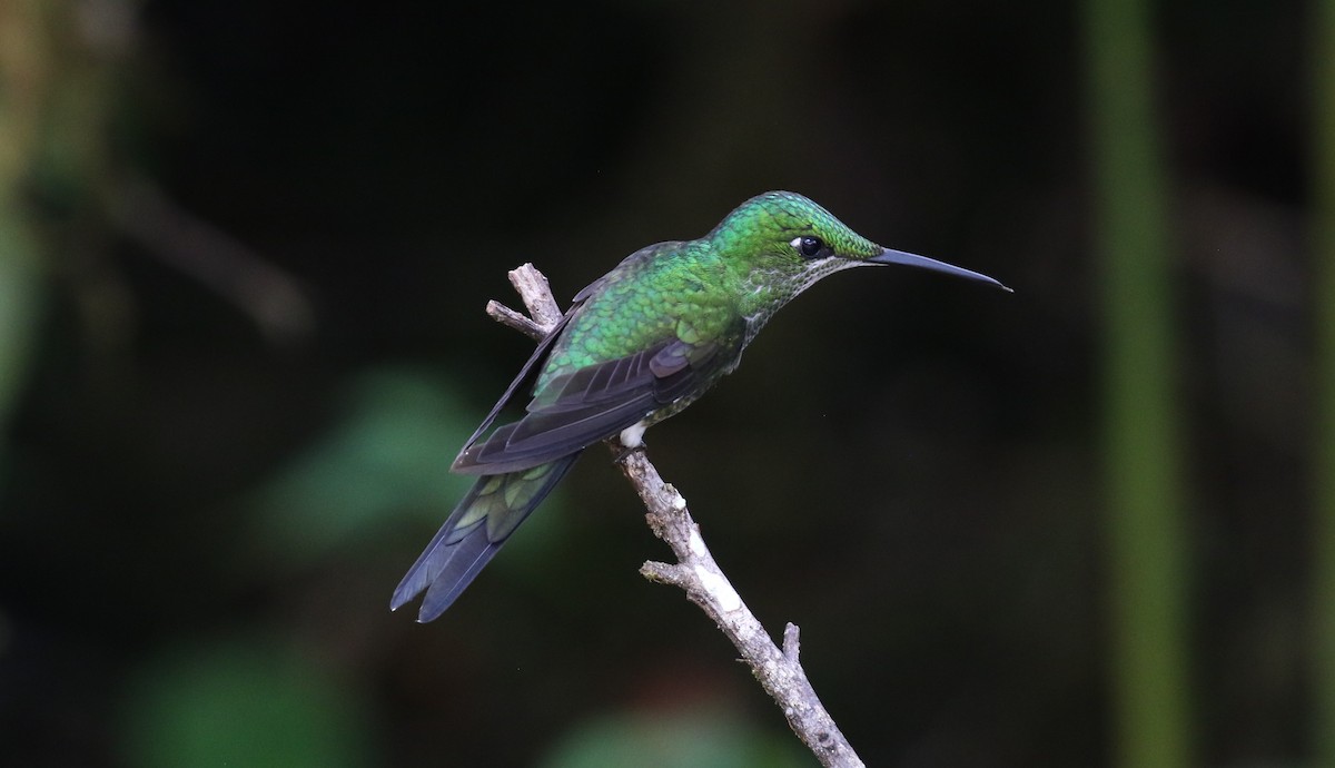 Green-crowned Brilliant - ML541202691