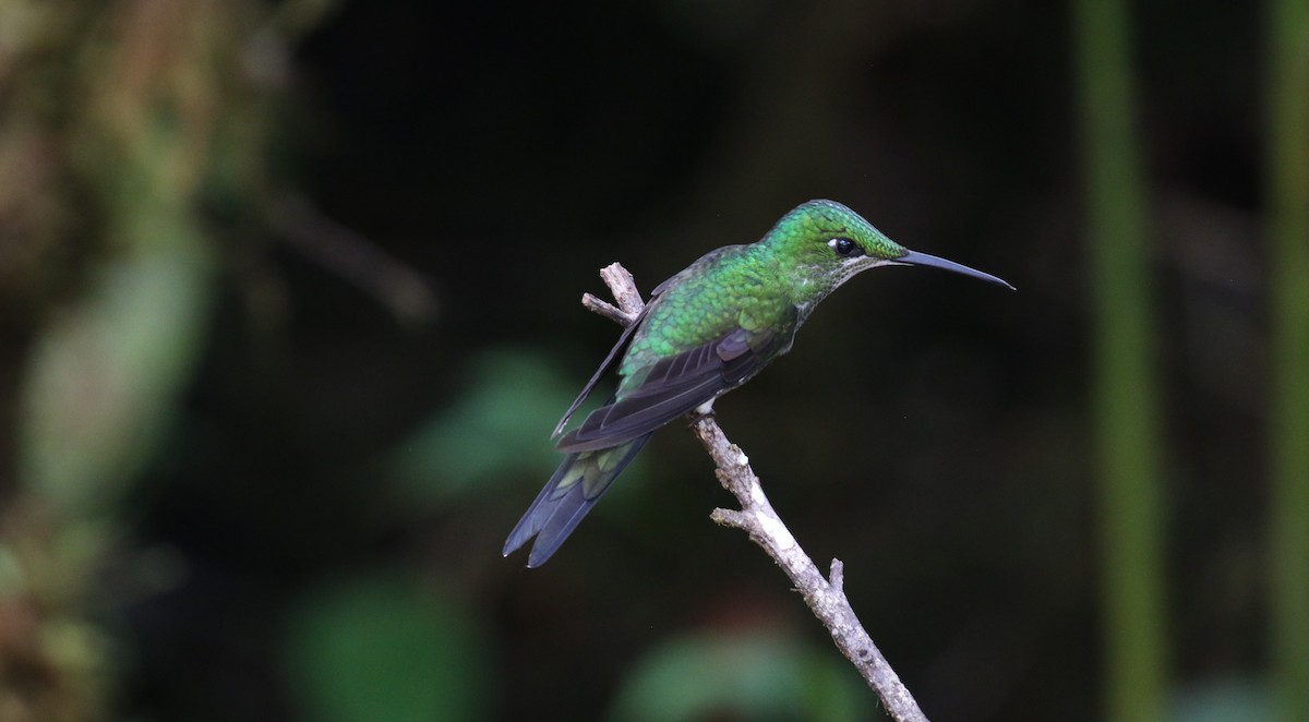 Green-crowned Brilliant - ML541202701