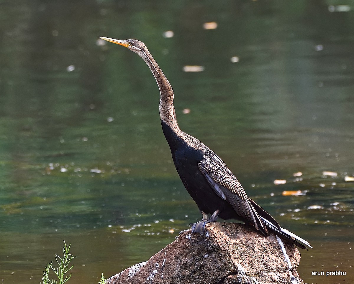 Oriental Darter - Arun Prabhu