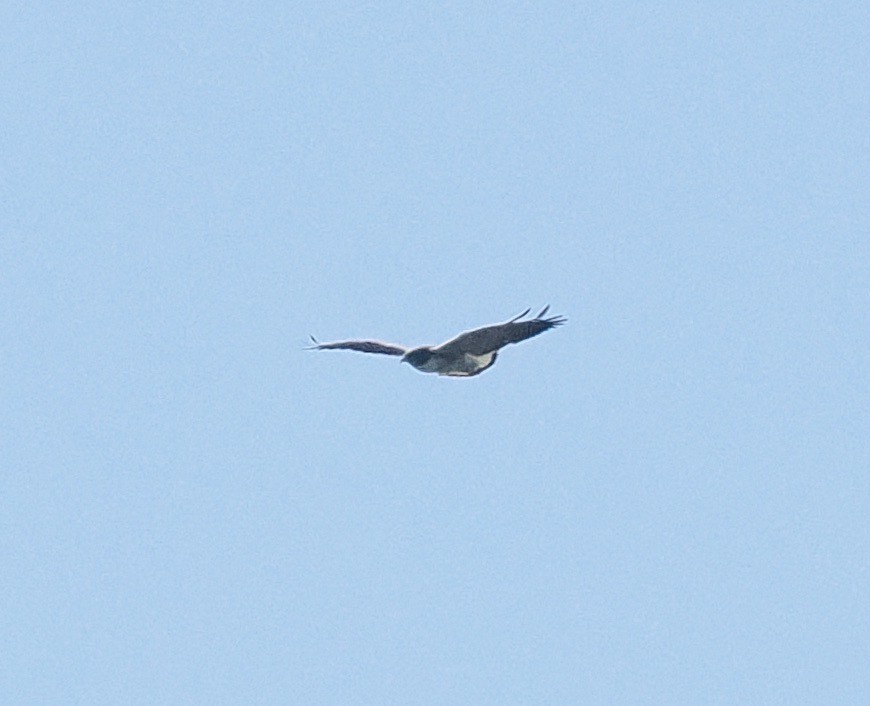 White-tailed Hawk - Bob Foehring