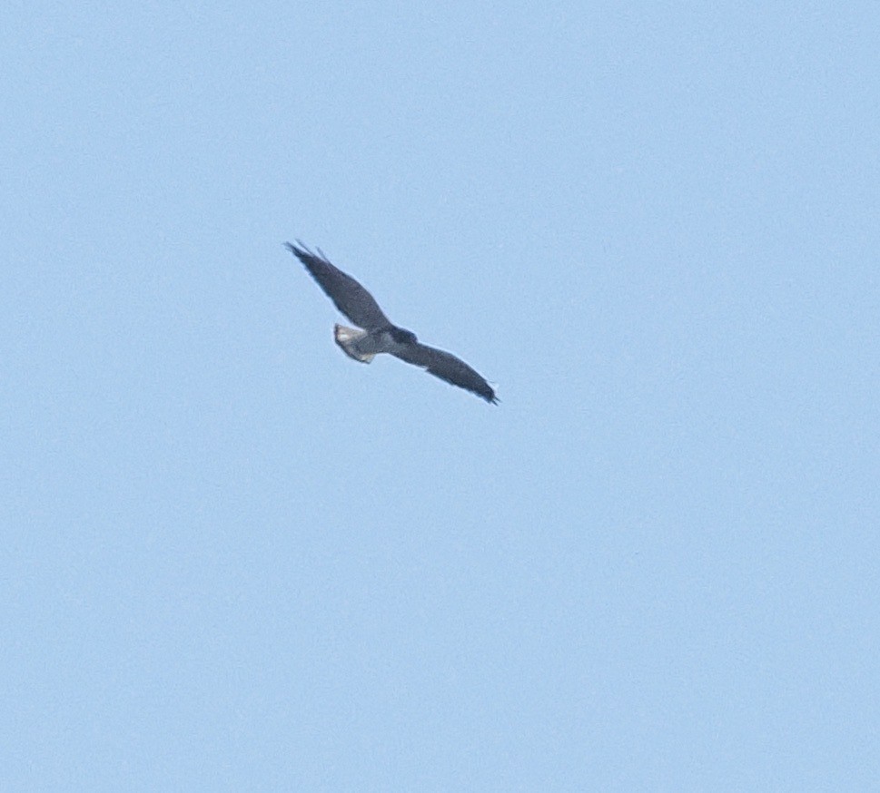 White-tailed Hawk - Bob Foehring