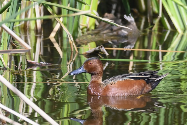 Arizona, February 2023