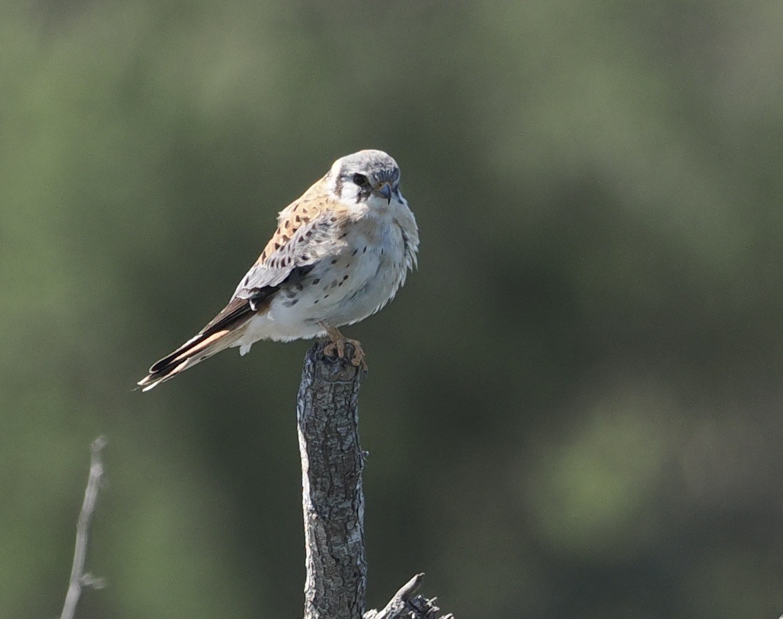 American Kestrel - ML541205031