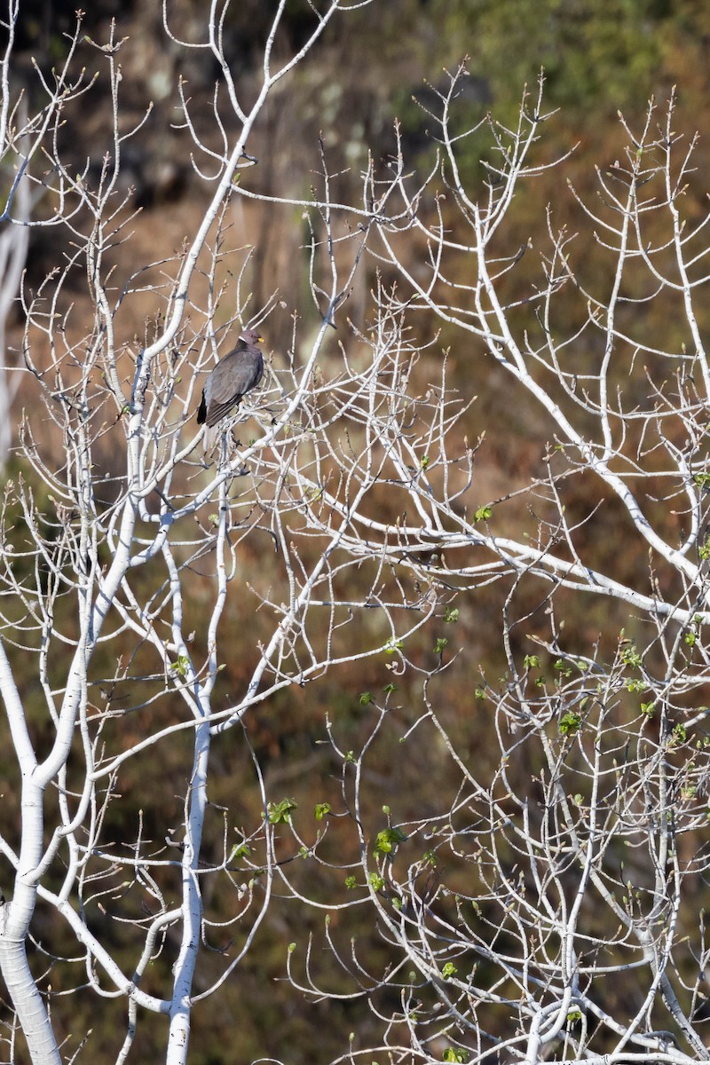 holub pruhoocasý (ssp. vioscae) - ML541207441