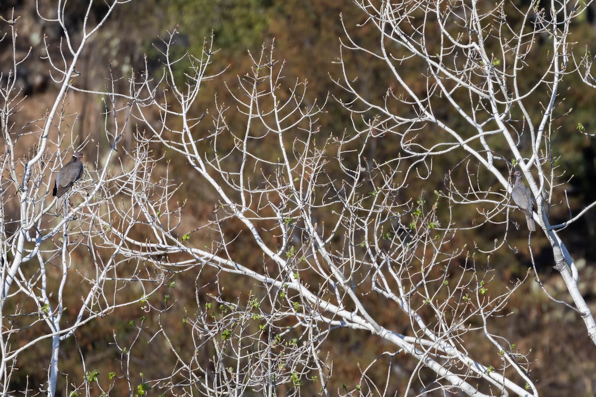 holub pruhoocasý (ssp. vioscae) - ML541207451