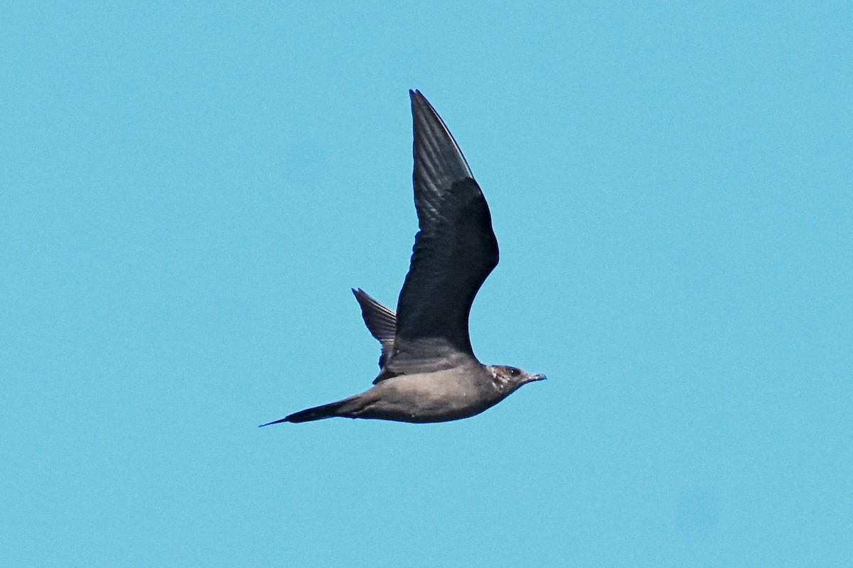 Parasitic Jaeger - Geoffrey Groom