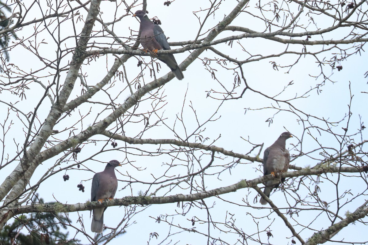 Band-tailed Pigeon - ML541207961