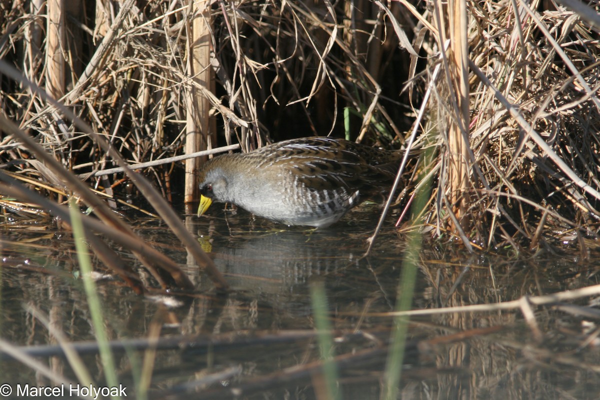 Sora - Marcel Holyoak