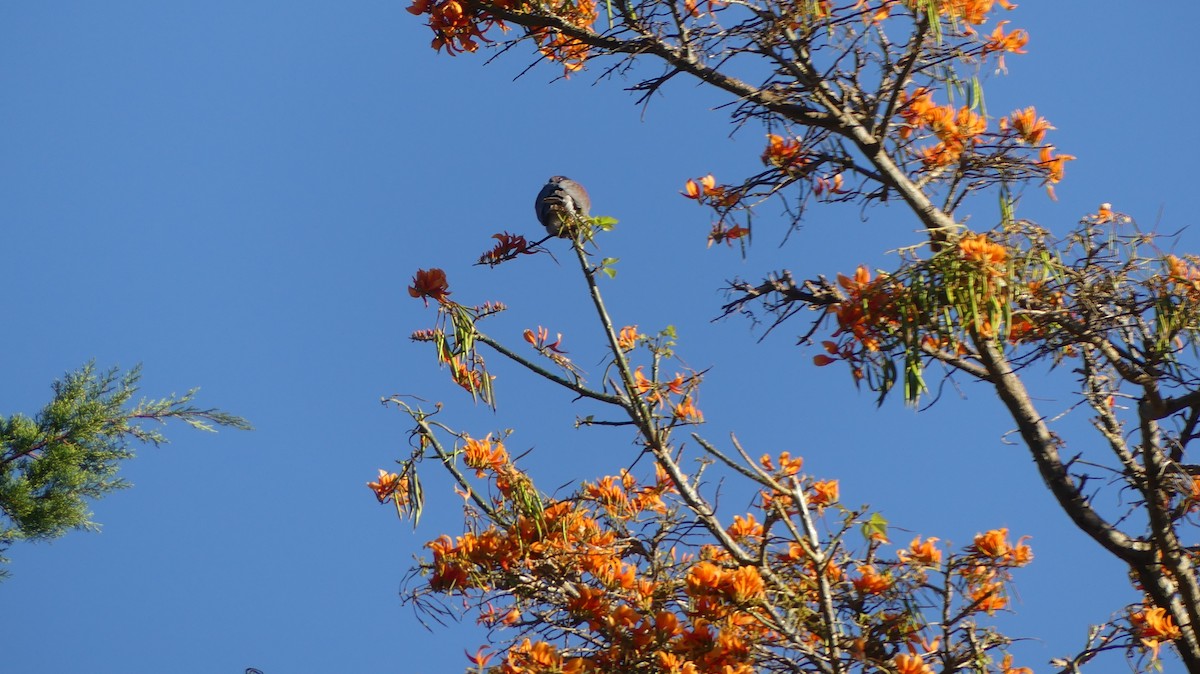 Pale-vented Pigeon - ML541208851