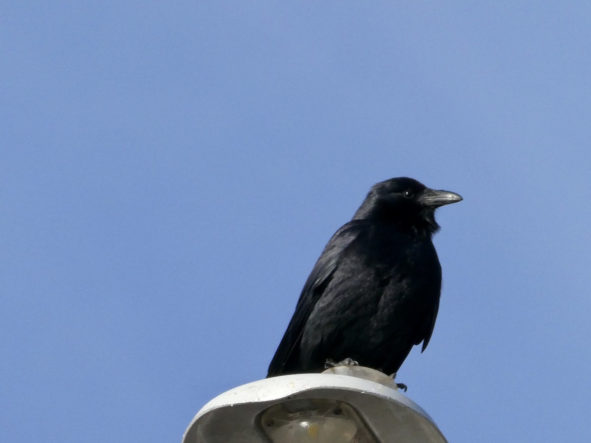 Fish Crow - ML541210661