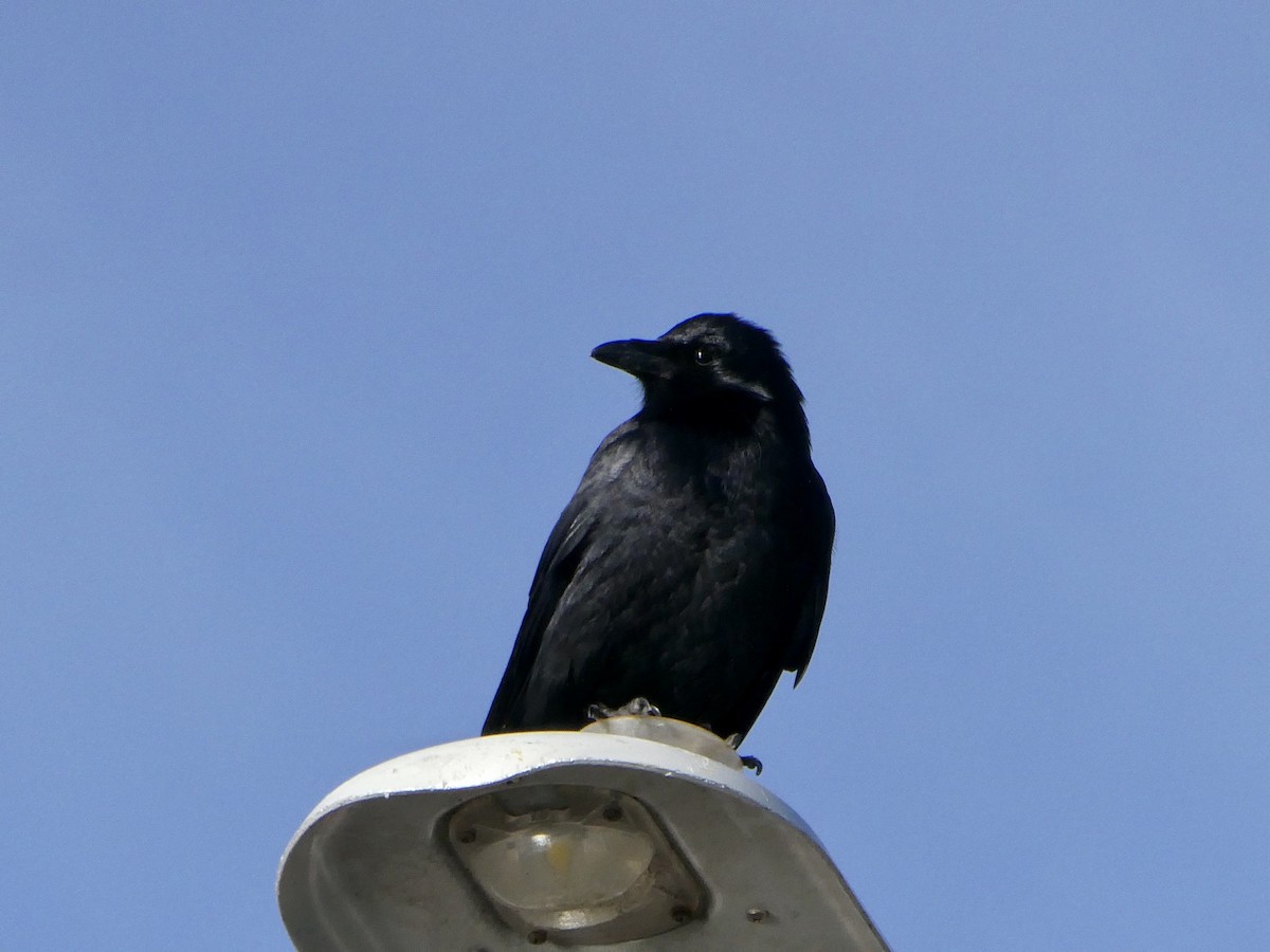 Fish Crow - ML541210671