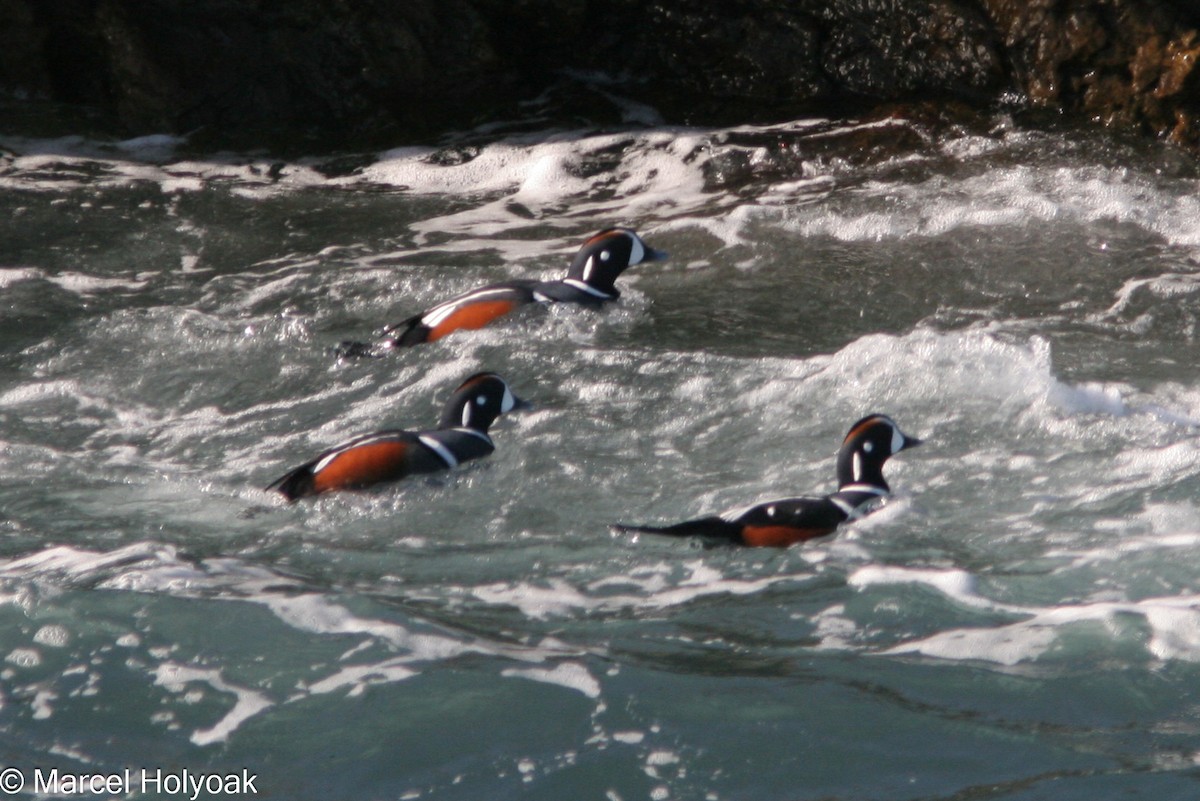 Harlequin Duck - ML541210951