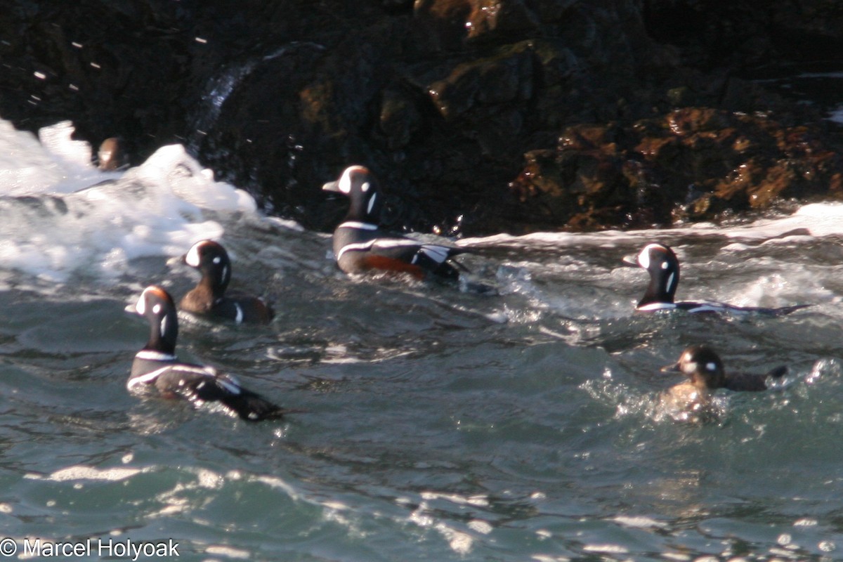 Harlequin Duck - ML541210961