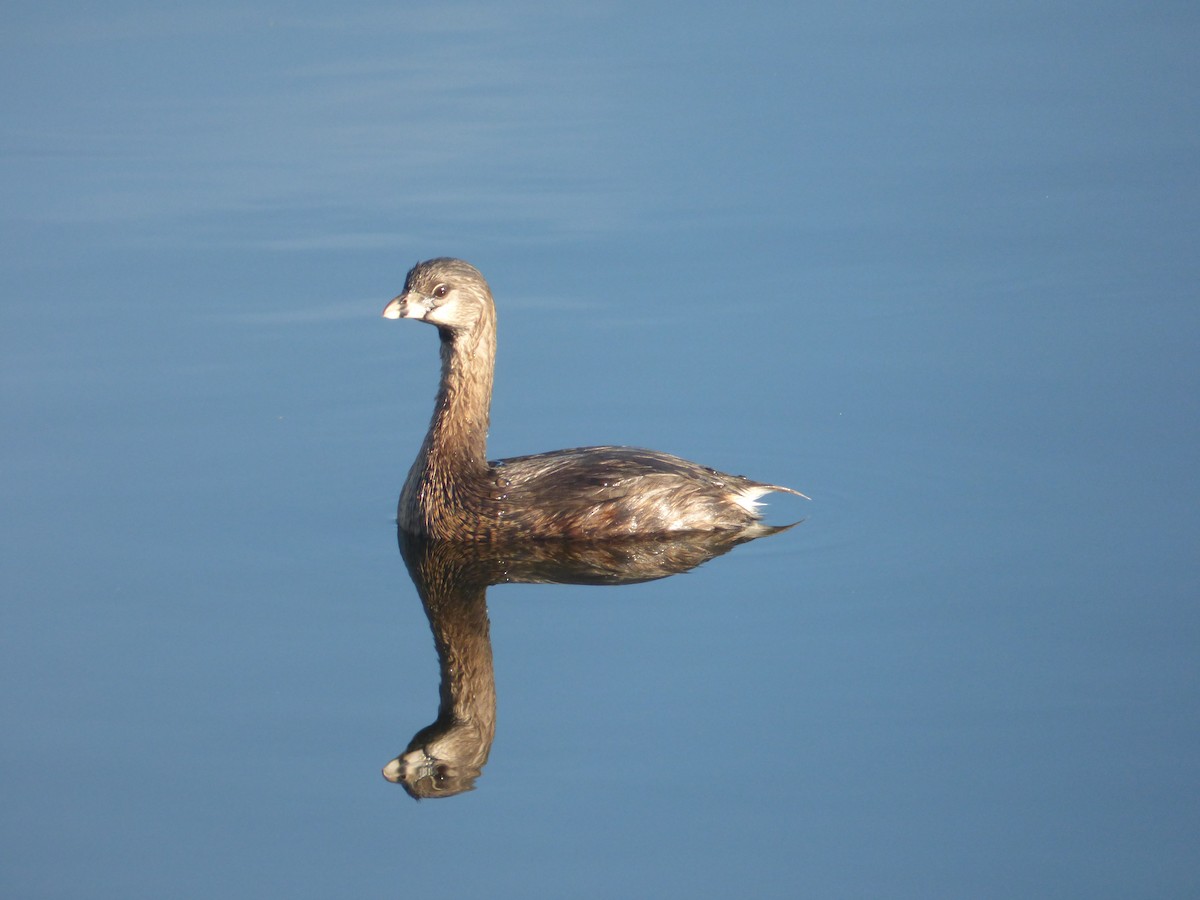 Pied-billed Grebe - ML541211031