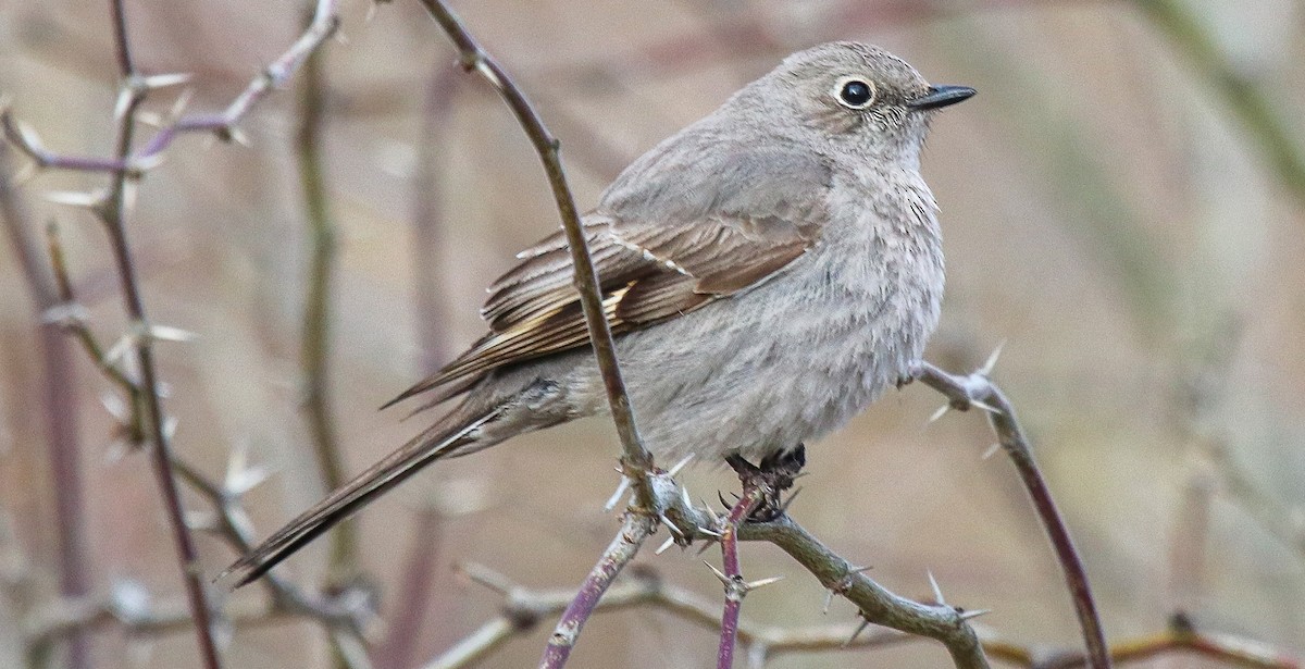 Townsend's Solitaire - robert bowker