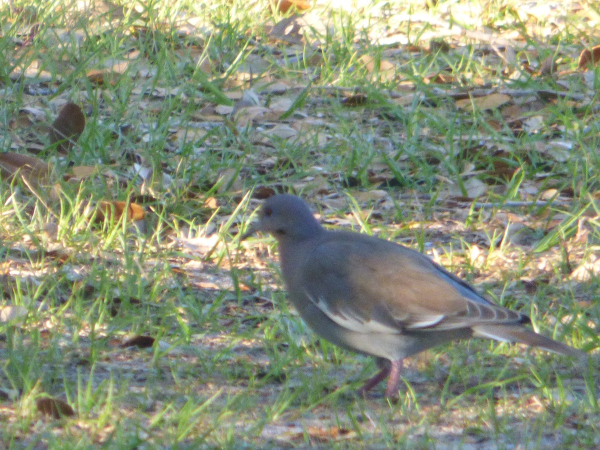 White-winged Dove - ML541211161