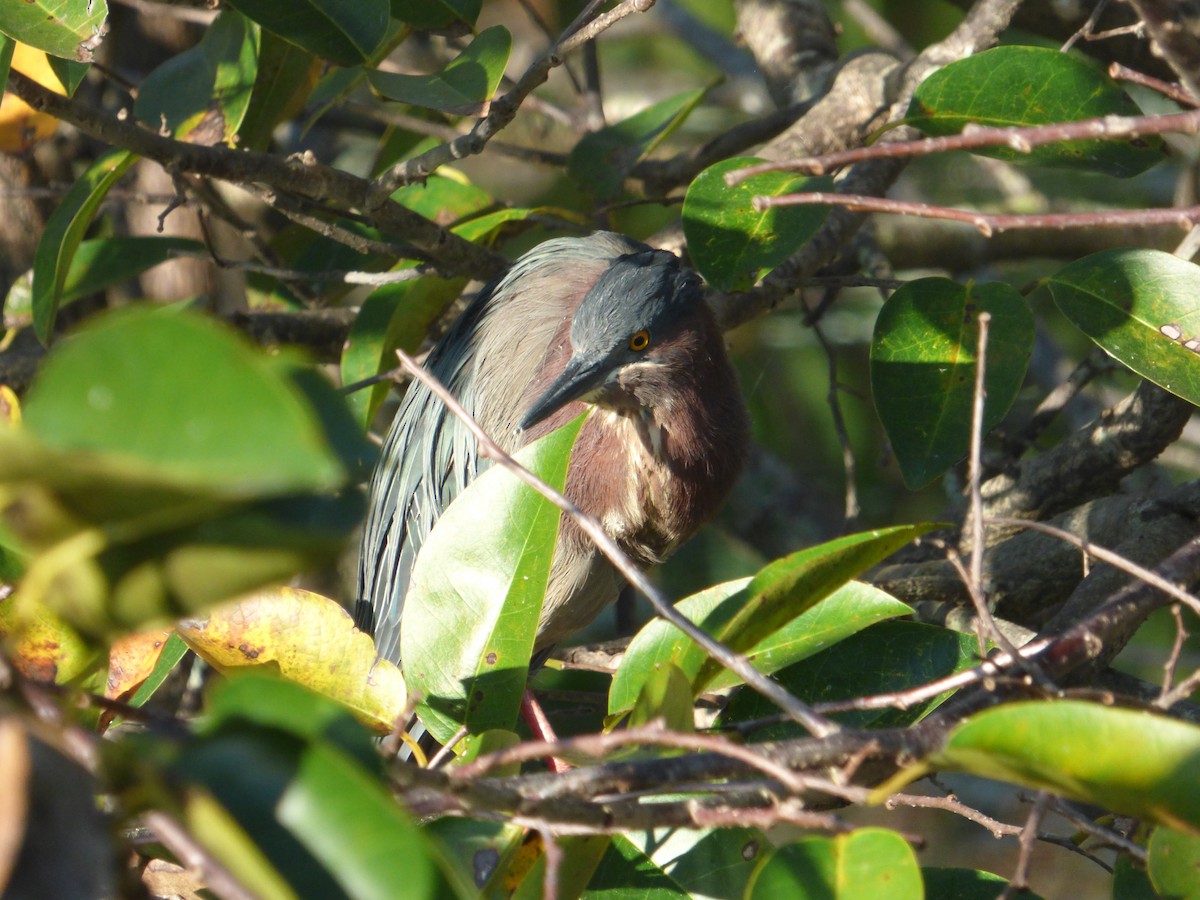 Green Heron - ML541211441