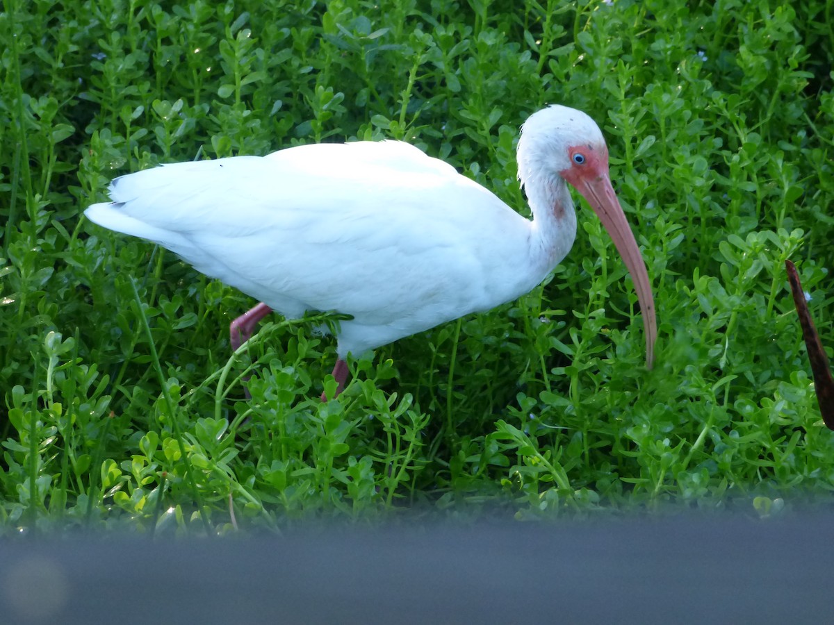 White Ibis - ML541211531