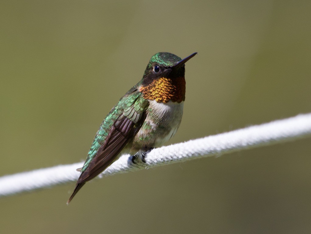 Ruby-throated Hummingbird - ML541212811