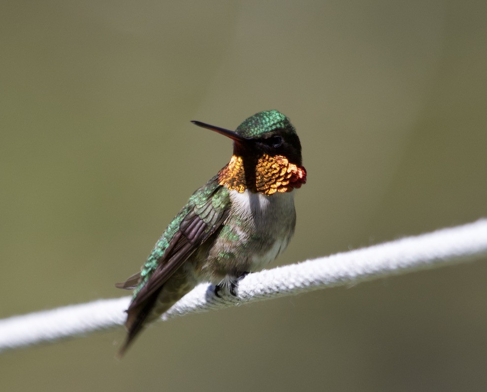 Ruby-throated Hummingbird - ML541212851