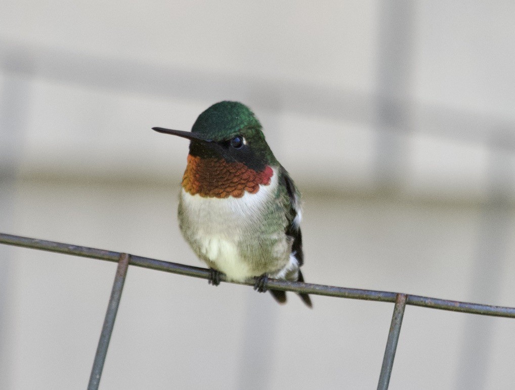 Ruby-throated Hummingbird - ML541212951