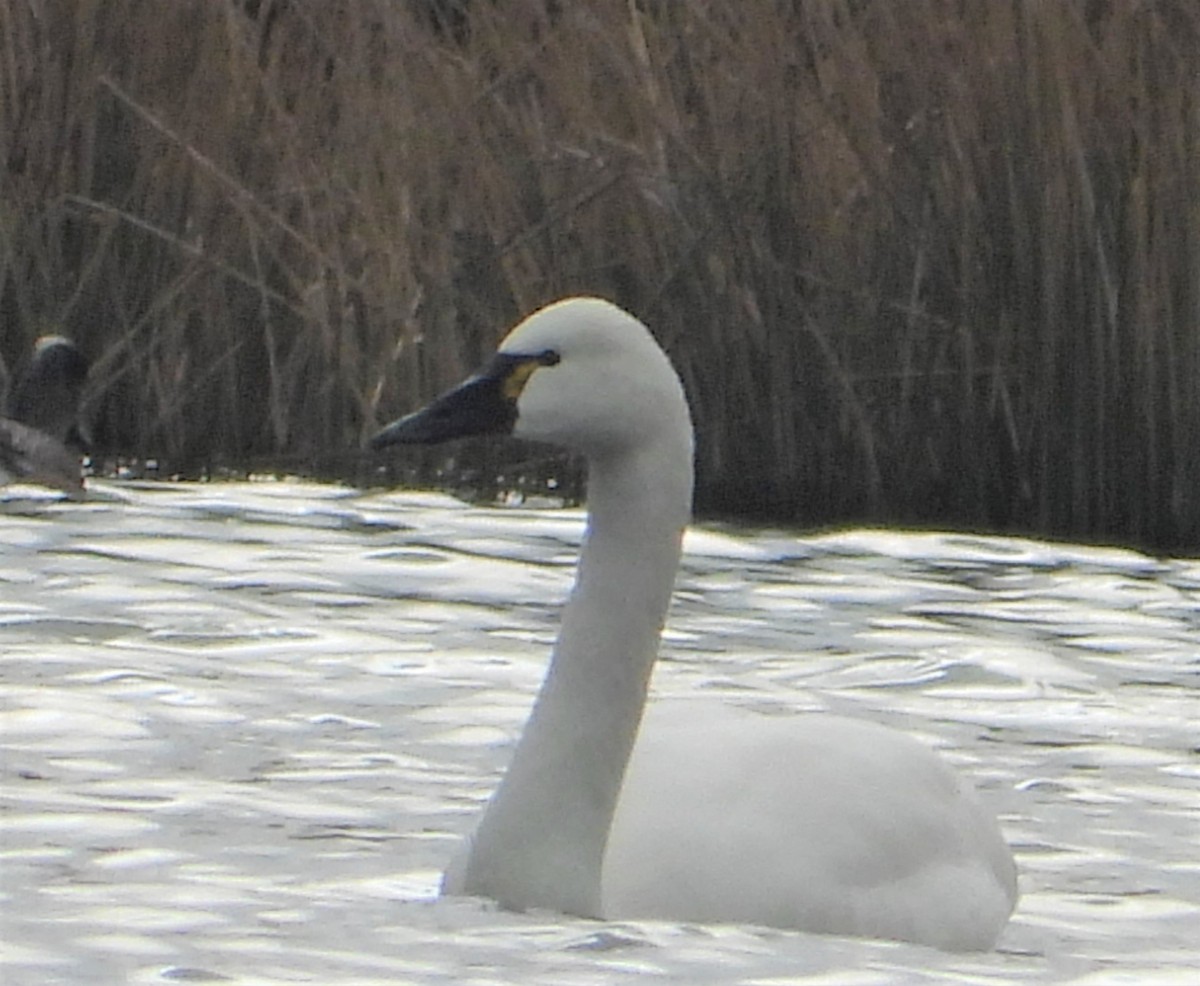 Tundra Swan - Richard Chirichiello