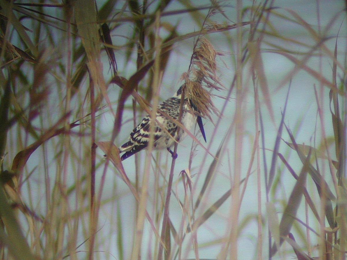 Pied Kingfisher - ML541213301