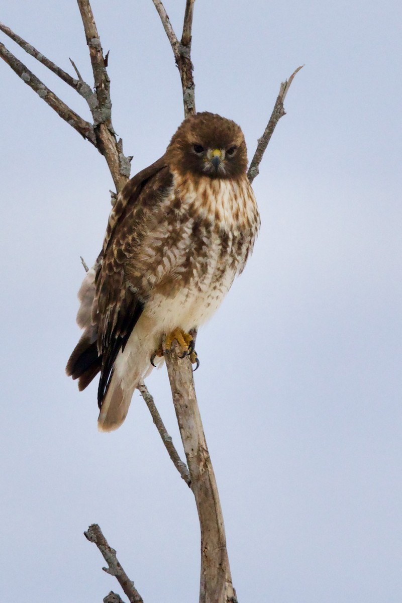 Red-tailed Hawk (abieticola) - ML541213451