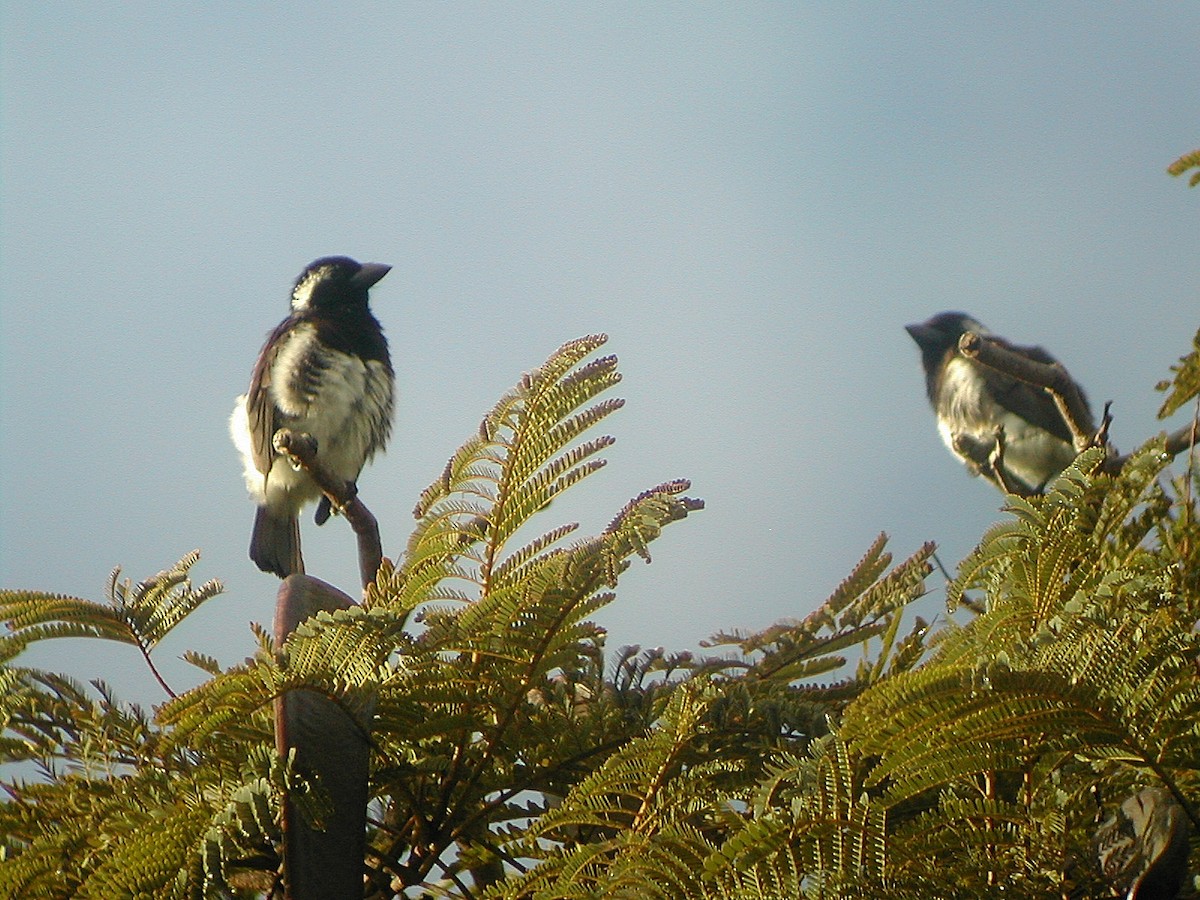 White-eared Barbet - ML541213481