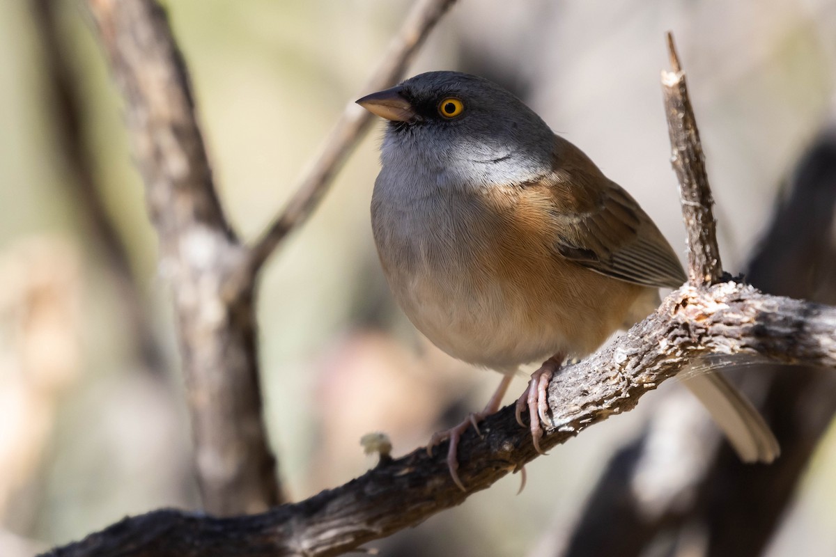 Baird's Junco - ML541214521