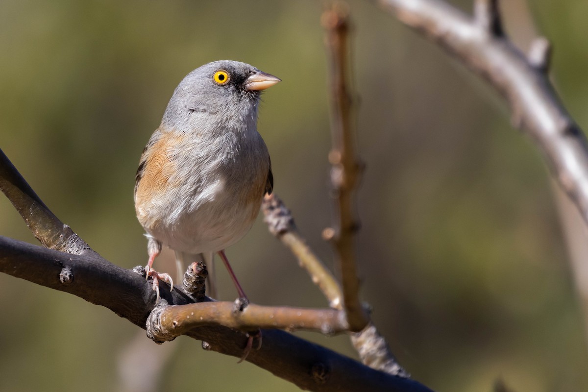 Baird's Junco - ML541214661