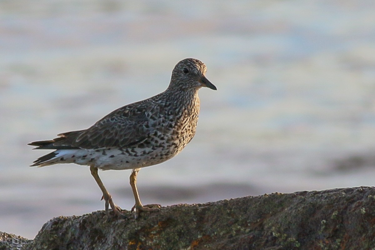 Surfbird - Skip Russell