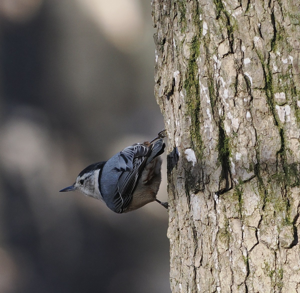 White-breasted Nuthatch - Bob Foehring