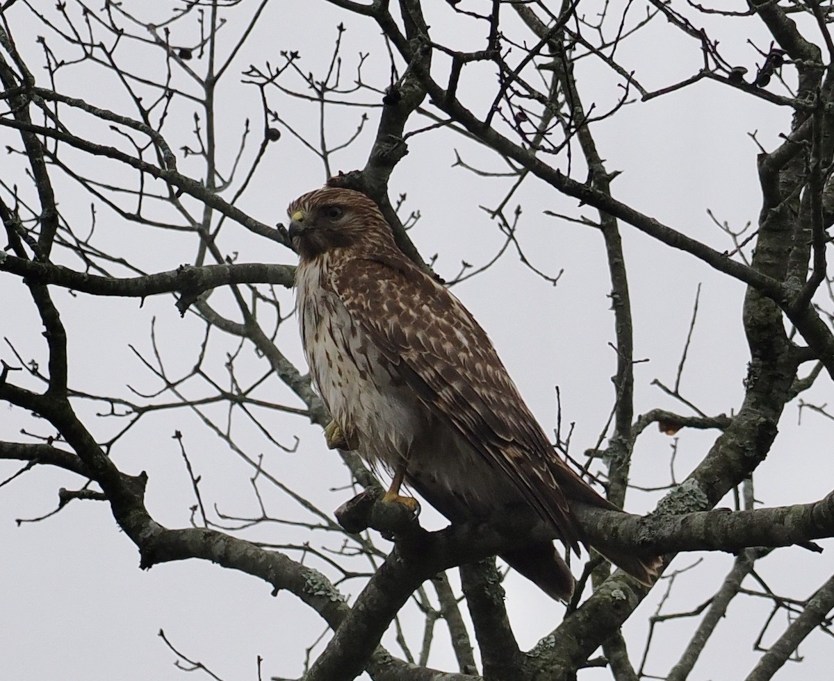 Red-shouldered Hawk - Bob Foehring