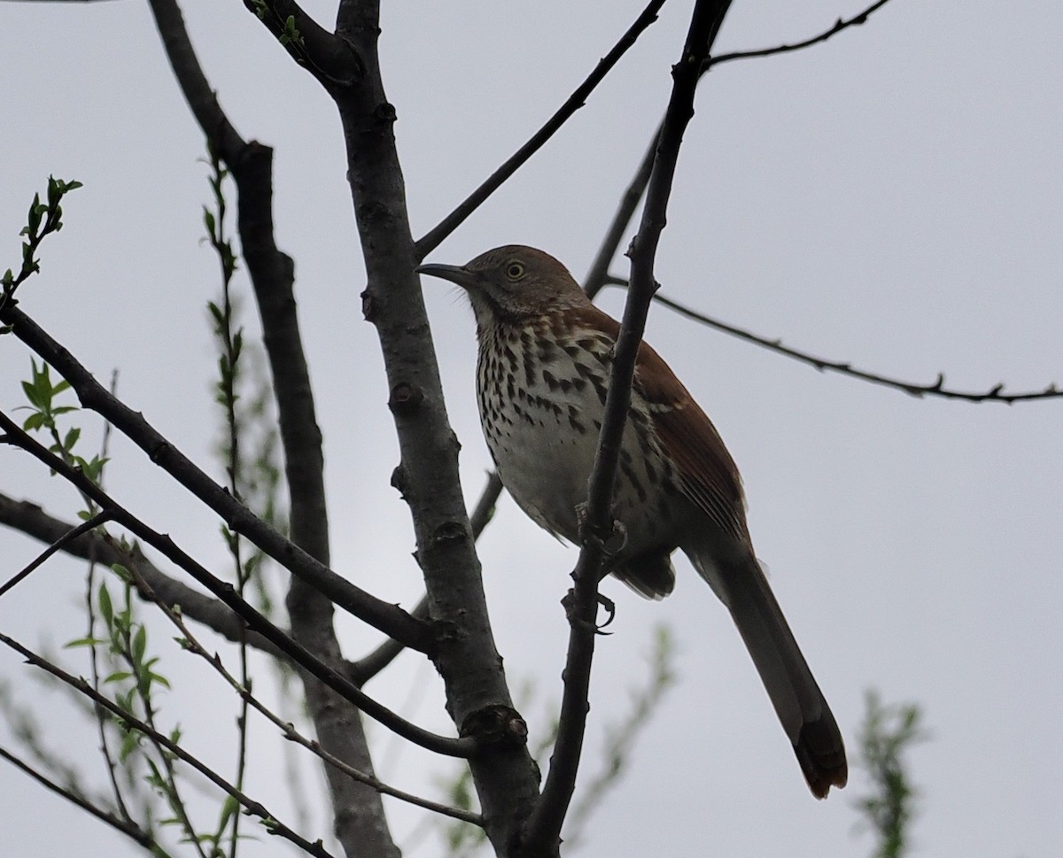 Brown Thrasher - Bob Foehring