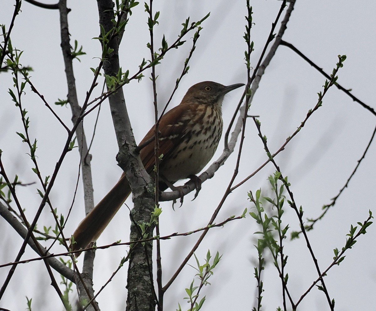 Brown Thrasher - Bob Foehring