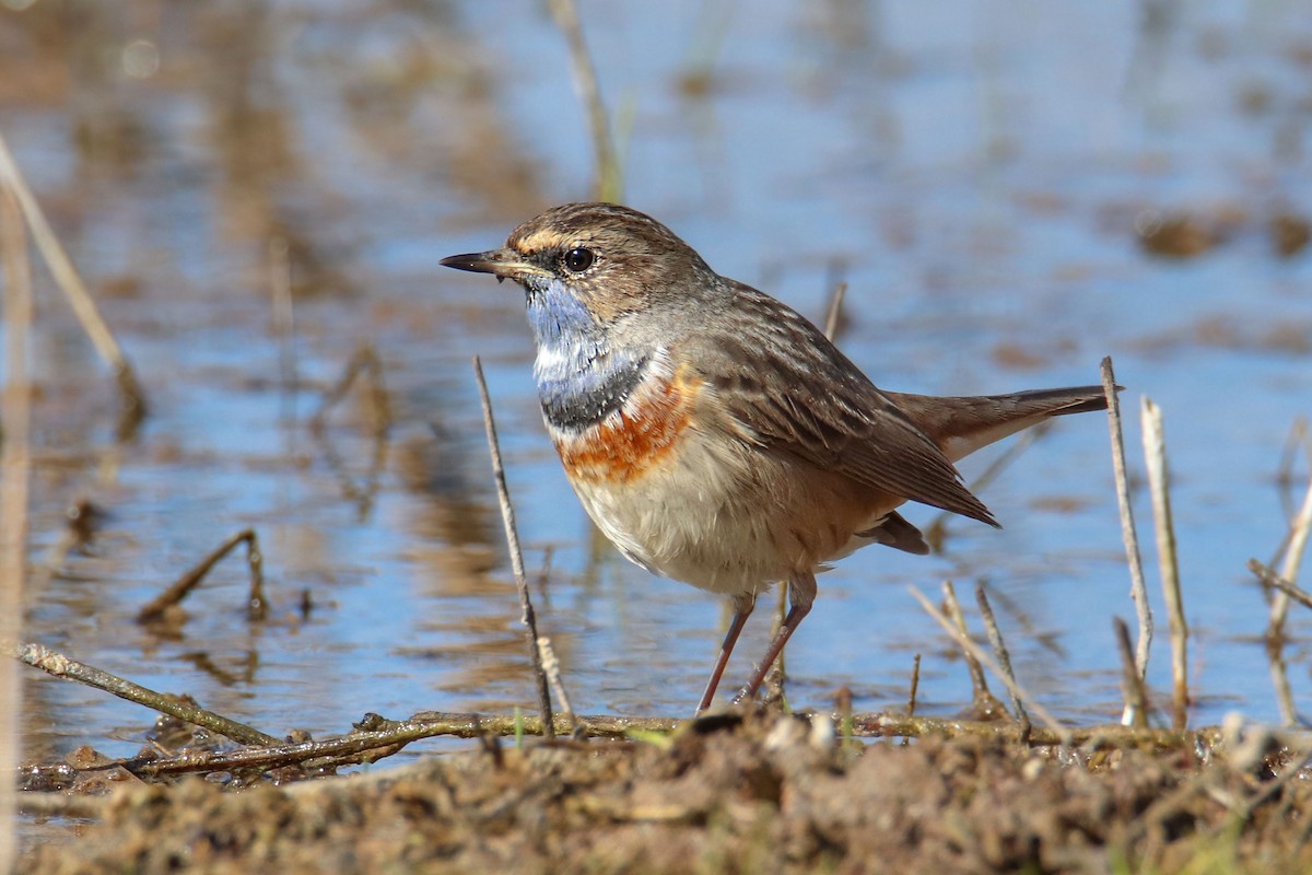 Bluethroat - Joaquín Salinas