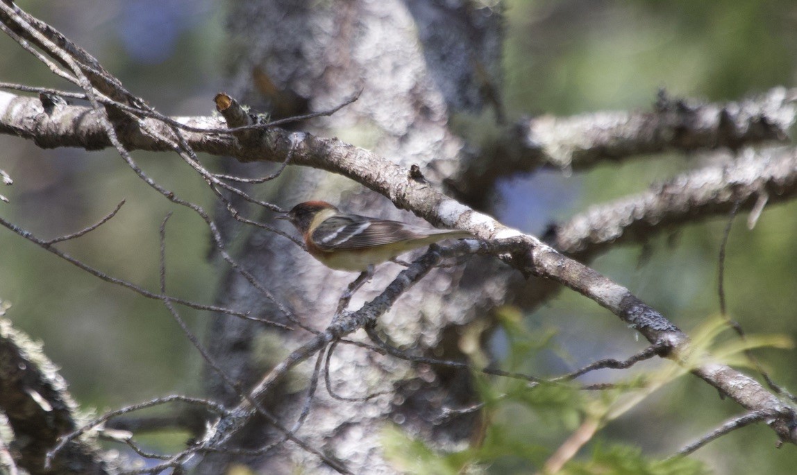 Bay-breasted Warbler - ML541217801