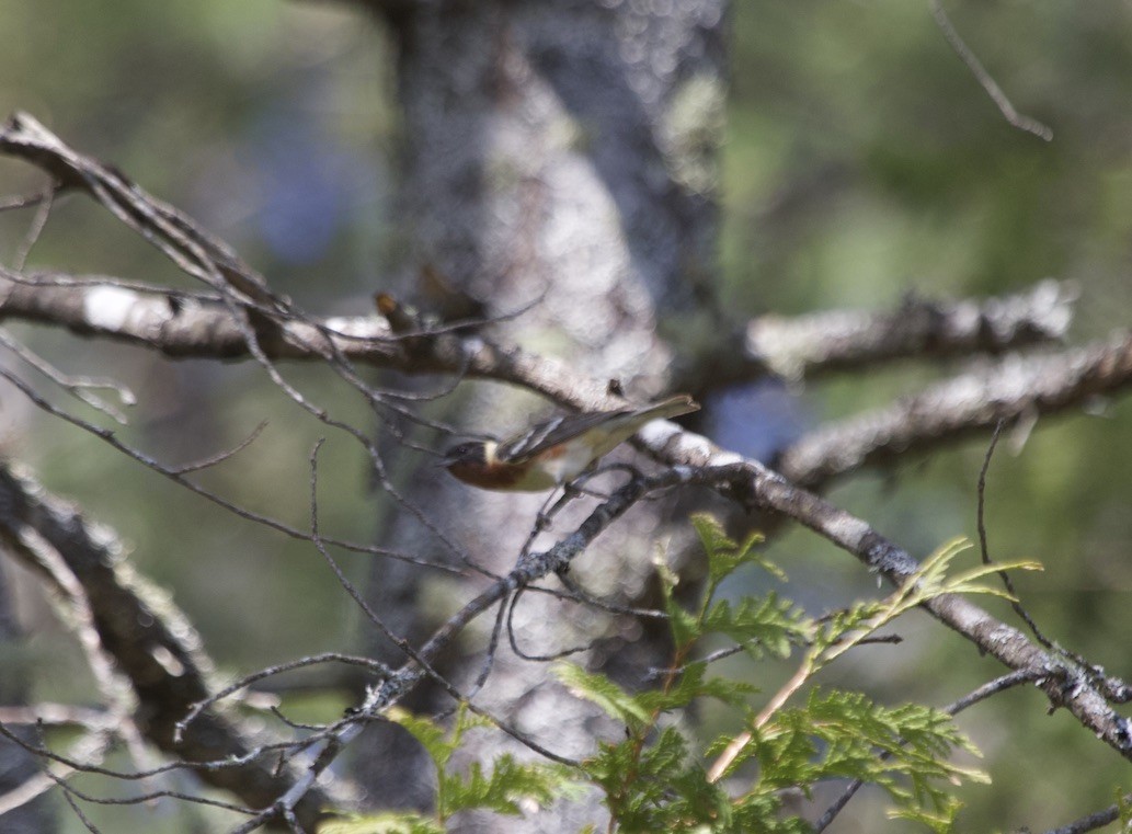 Bay-breasted Warbler - ML541217811