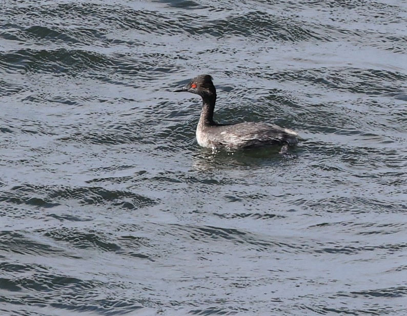 Eared Grebe - ML541218281