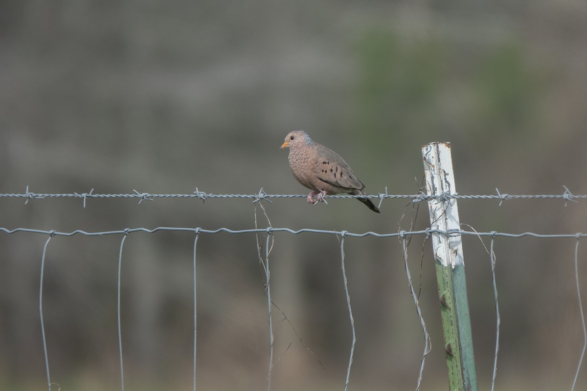 Common Ground Dove - Marilyn Henry