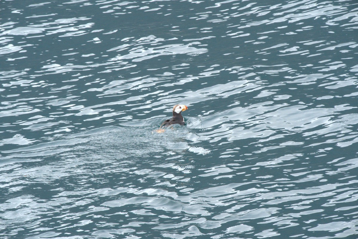 Tufted Puffin - ML541218861