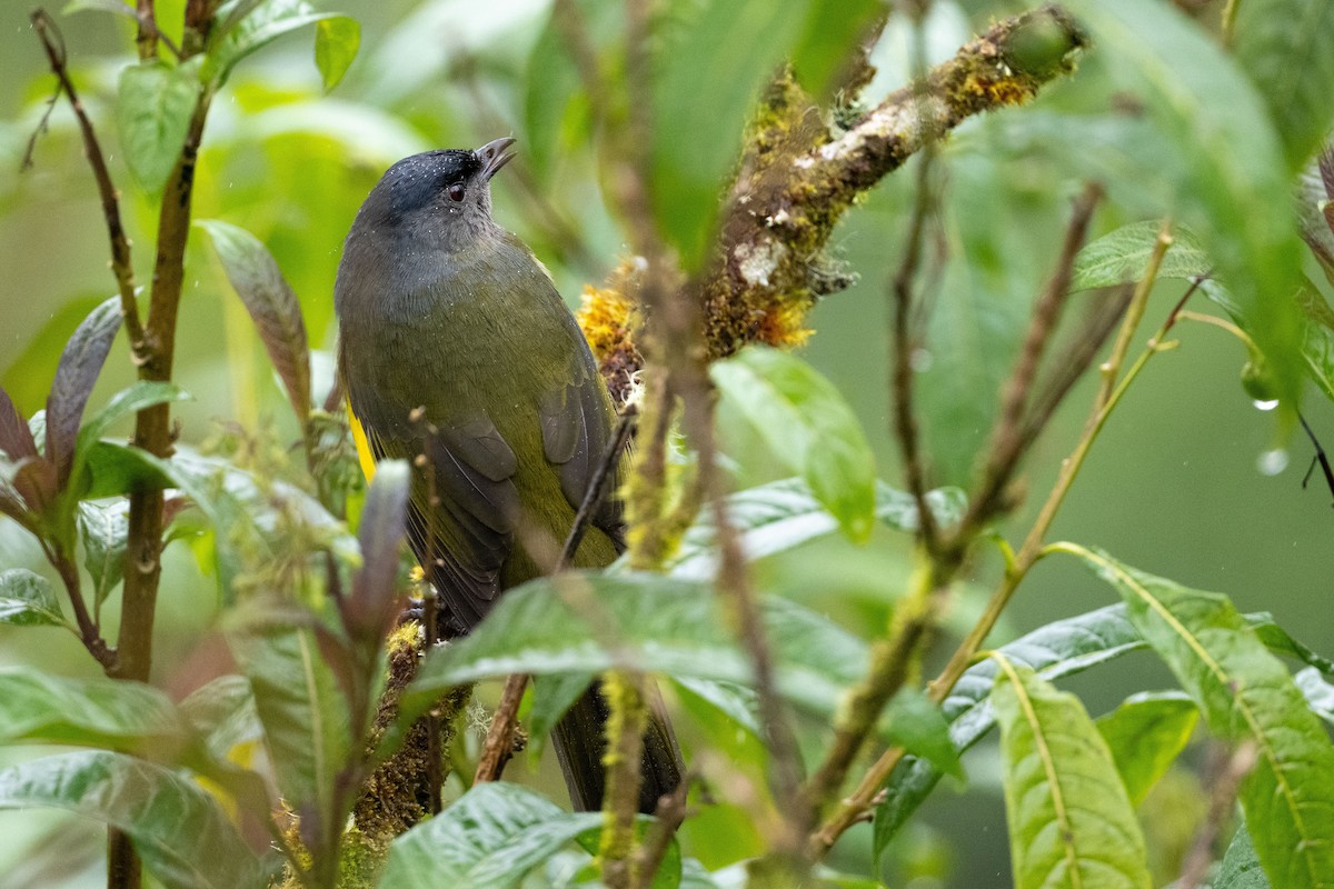 Black-and-yellow Silky-flycatcher - ML541219141