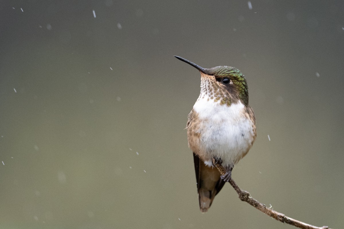 Volcano Hummingbird - ML541219161