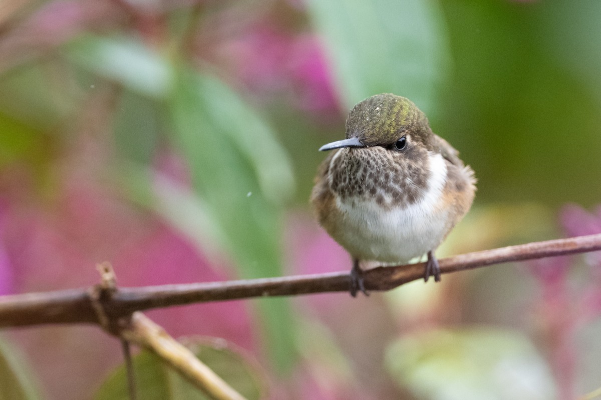 Volcano Hummingbird - Suzie McCann