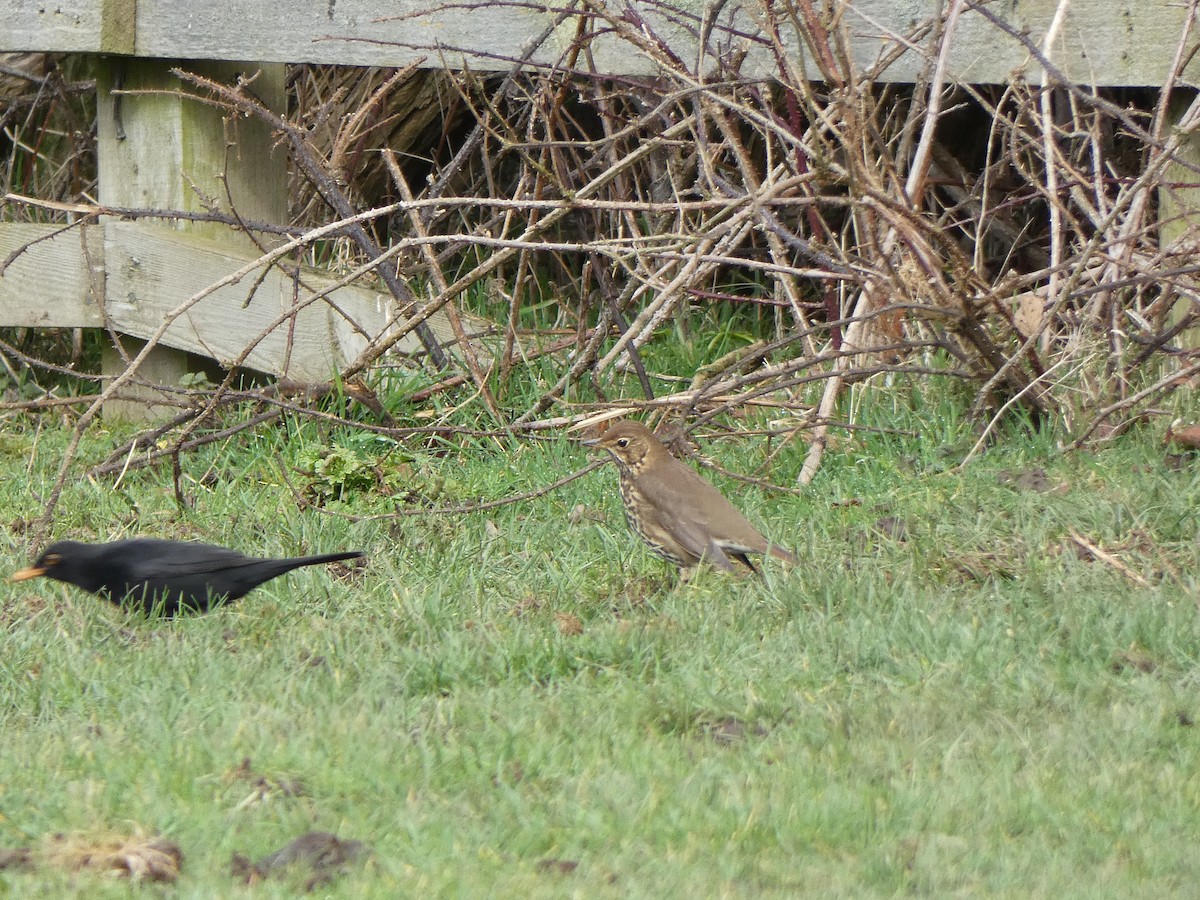 Song Thrush - ML541219251