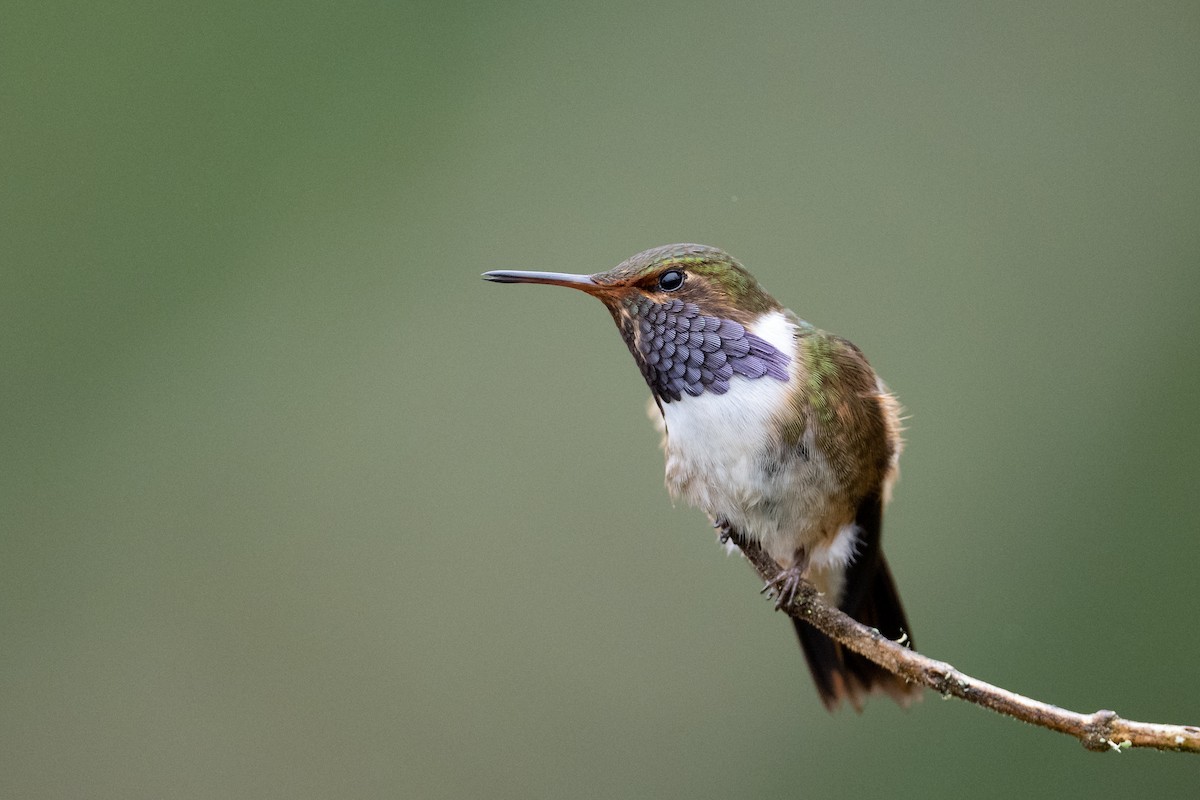 Volcano Hummingbird - ML541219691
